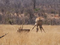 Marion, Romane South Africa 2014 (17 of 19) : KNP Pharlaborwa, Marion visit